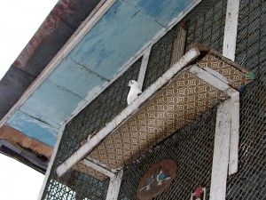 В голубятне в Царицыно содержится 136 голубей разных пород