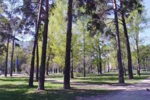На фото парк "Сосенки"