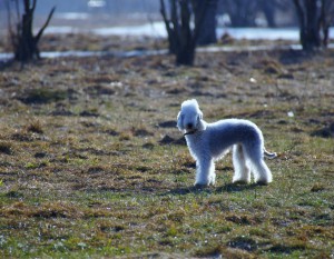 Собака в Южном округе Москвы