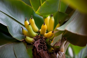 Созревание бананов в Оранжерейном комплексе