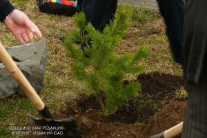 Жители Южного округа выбрали деревья для озеленения своих дворов