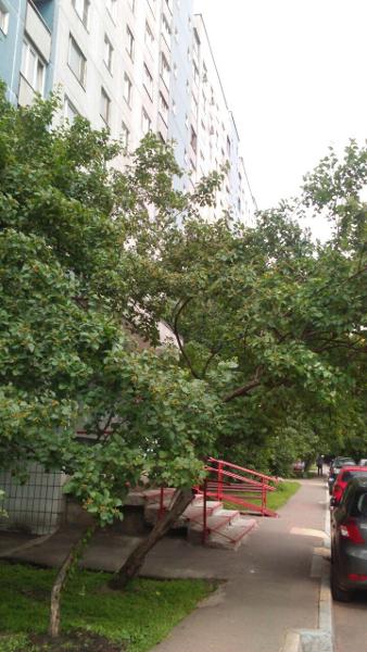 Городские службы обрезали сухие деревья после жалобы
