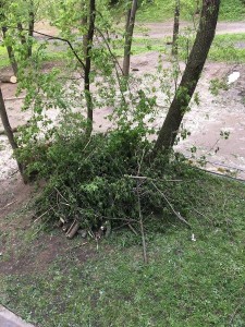 Городские службы убрали упавшее дерево после жалобы