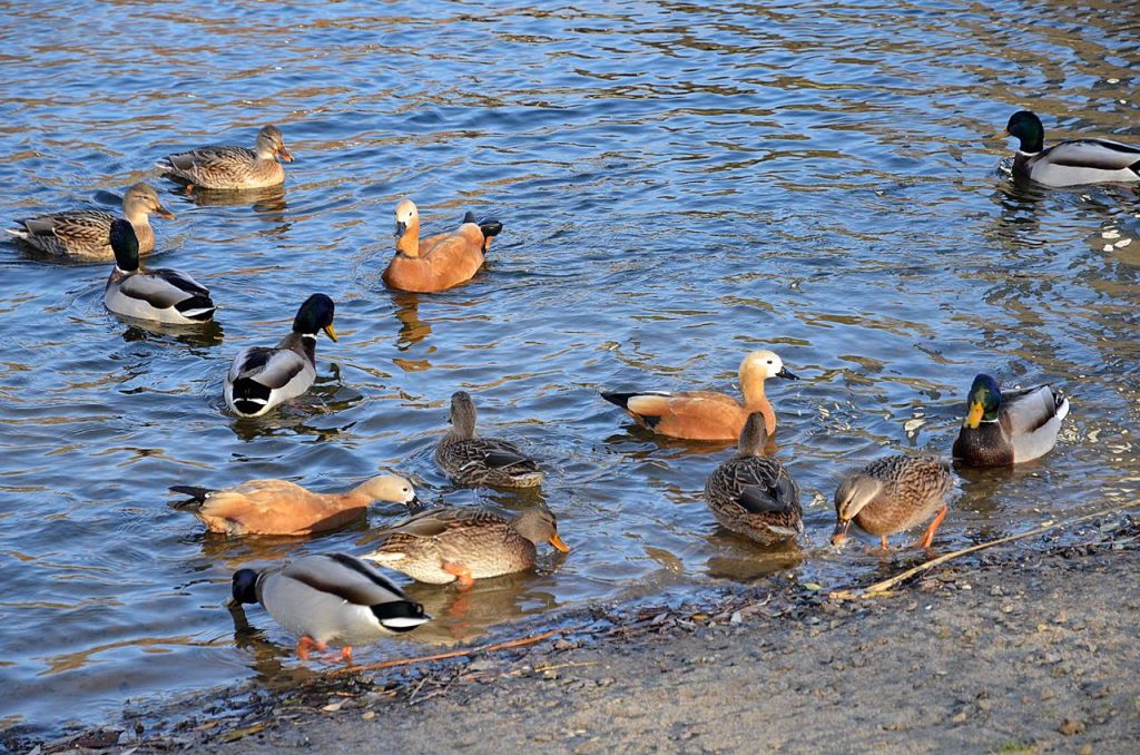 В период с 1 апреля по 31 июля взрослые птицы заняты обустройством гнезд, высиживанием яиц и выкармливанием птенцов. Фото: Анна Быкова, «Вечерняя Москва»