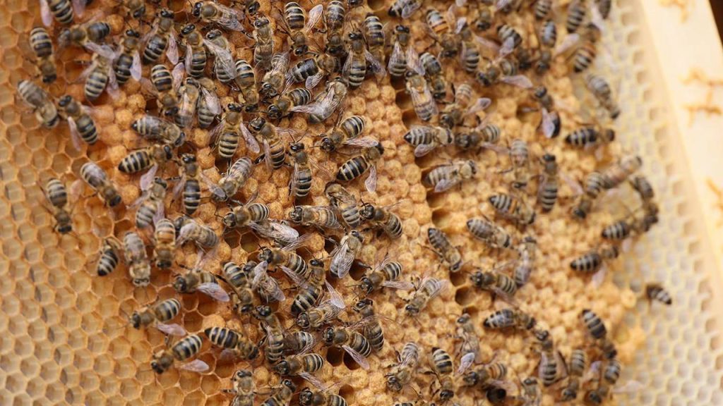 Специалисты провели подкормку пчел на городских пасеках. Фото: Сергей Шахиджанян, «Вечерняя Москва»