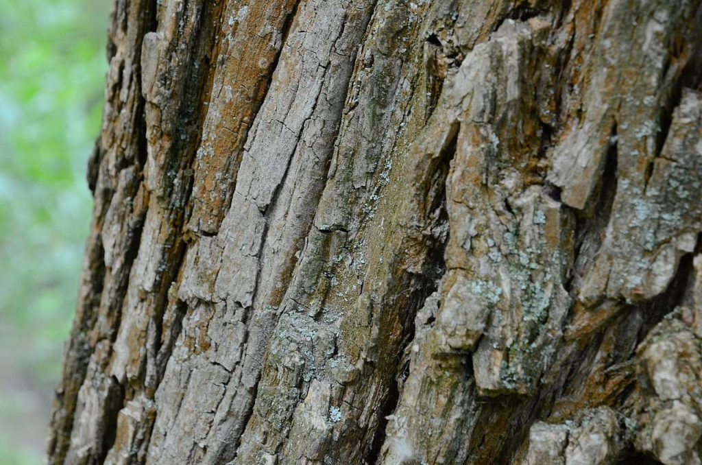 Водоохранные зоны столицы проверяют на наличие аварийных деревьев. Фото: Анна Быкова, «Вечерняя Москва»