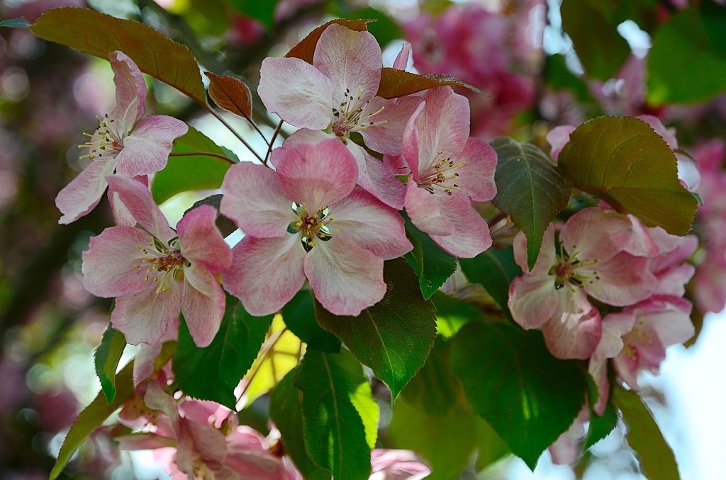 Праздник цветения сакуры пройдет в Бирюлевском дендропарке на территории МЗ «Царицыно». Фото: Анна Быкова, «Вечерняя Москва»