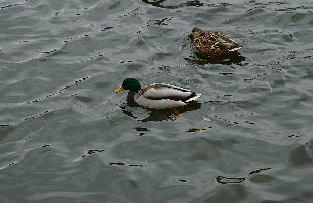 Кубок столицы по спортивной орнитологии пройдет на территории МЗ «Царицыно». Фото: Анна Быкова, «Вечерняя Москва»