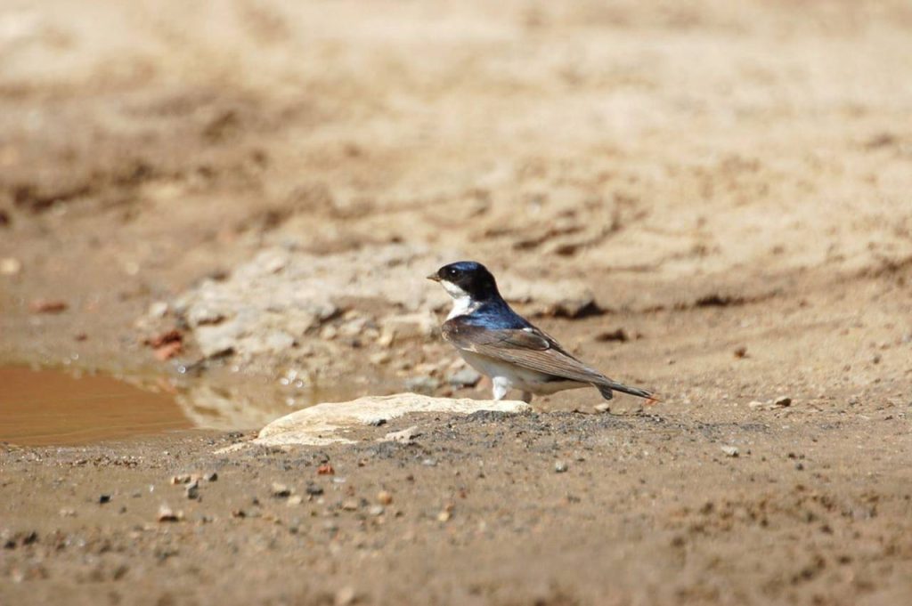 Где в Москве искать соловья и как отличить стрижа от ласточки. Фото: пресс-служба Департамента природопользования и охраны окружающей среды города Москвы
