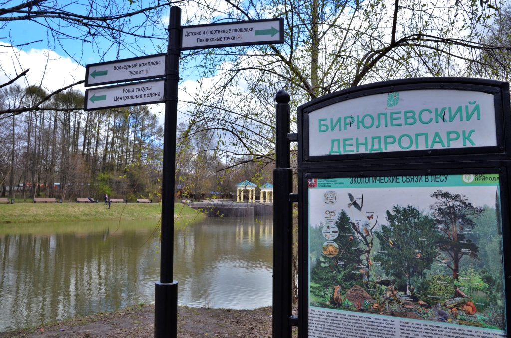 В Бирюлевском дендропарке пройдет программа ко Дню молодежи. Фото: Анна Быкова, «Вечерняя Москва»