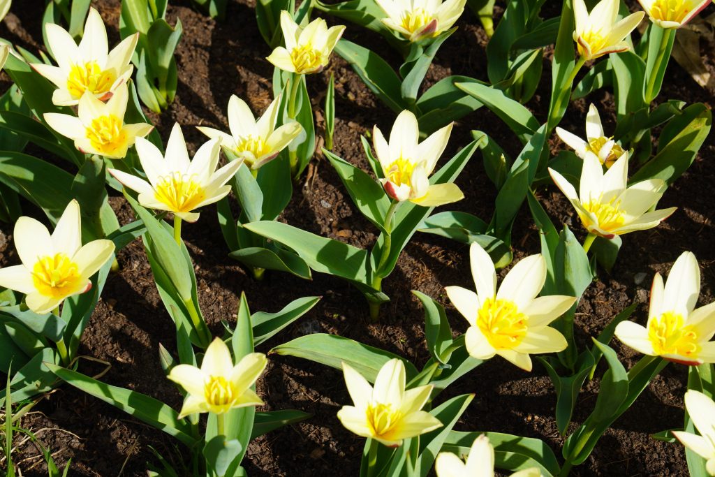 Более 4 тысяч цветов посадят в Царицыне в июне. Фото: Ксения Догонашева, «Вечерняя Москва»