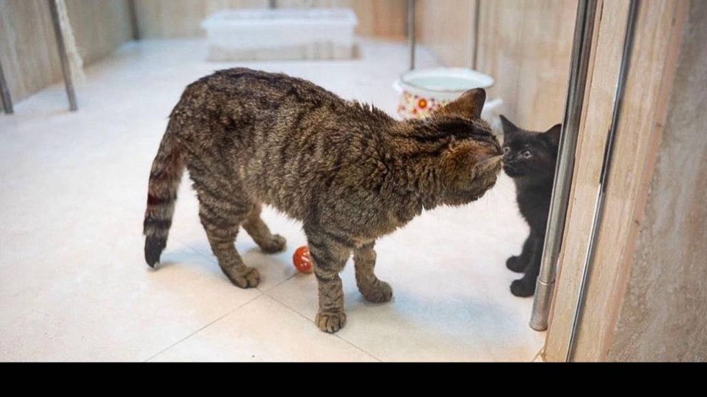 Перевезенные в Москву в непростых условиях, коты теперь получат возможность на полноценную жизнь. Фото: пресс-служба Департамента культуры города Москвы