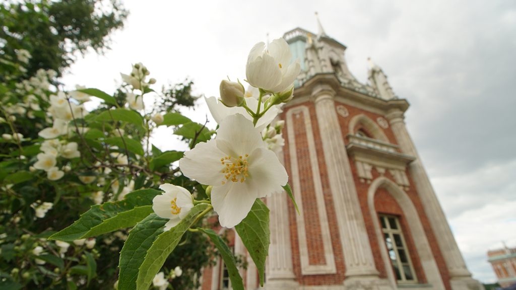 Горожан пригласили посетить открытые лекции в рамках фестиваля «Дачное Царицыно». Фото: Анатолий Цымбалюк, «Вечерняя Москва»