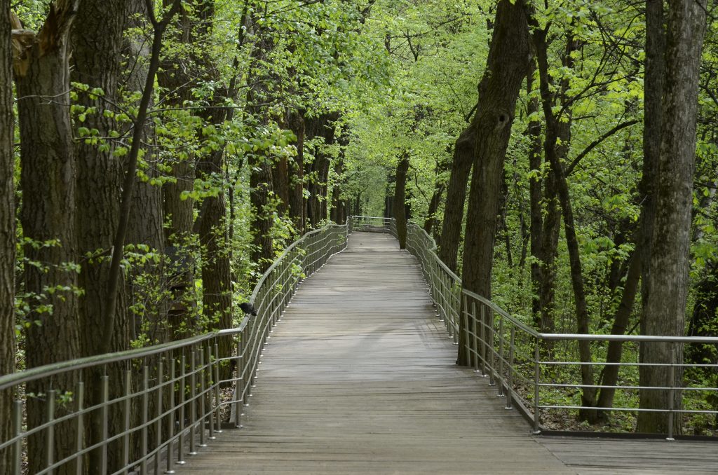 «Дендропарк в городе»: семинар для специалистов экологической сферы пройдет в МЗ «Царицыно». Фото: Анна Быкова, «Вечерняя Москва» 