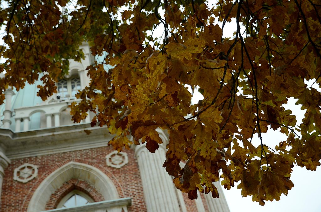 V Андреевские научные чтения пройдут в МЗ «Царицыно». Фото: Анна Быкова, «Вечерняя Москва»