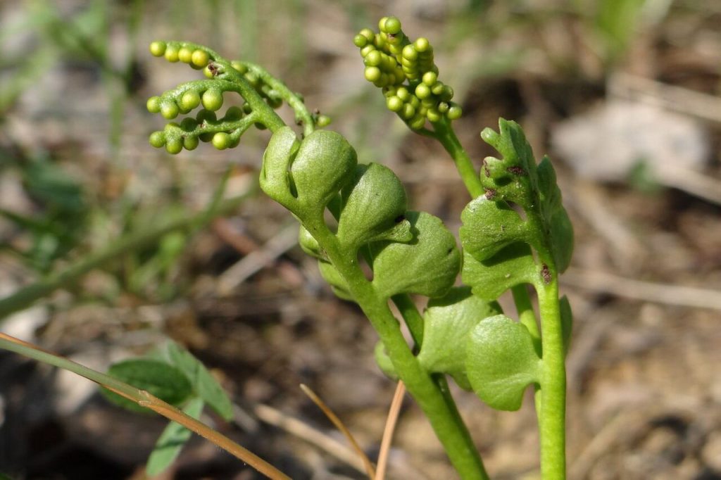 Экзотика в парках: различные виды растений и деревьев собраны в зеленых зонах города. Фото: пресс-служба Департамента культуры города Москвы
