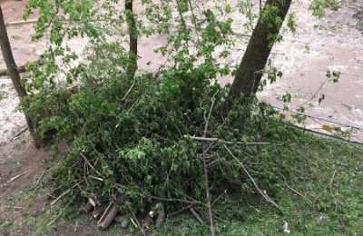 Городские службы убрали упавшее дерево после жалобы