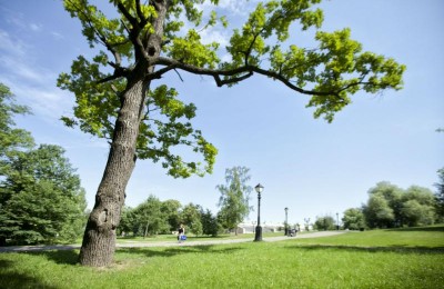 Экскурсия, посвященная уникальным деревьям, пройдет в Царицынском парке