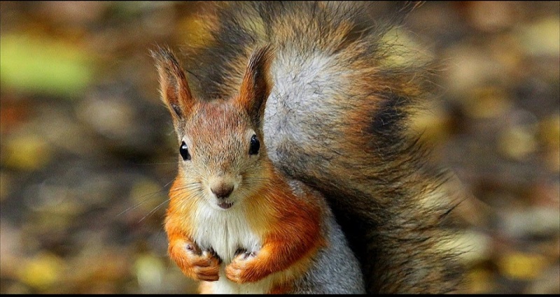 Спасатели ПСС «Царицыно» вызволили из плена белку