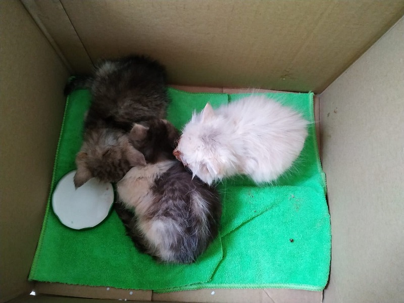 Сотрудники Управления по ЮАО Департамента ГОЧСиПБ спасли трех котят