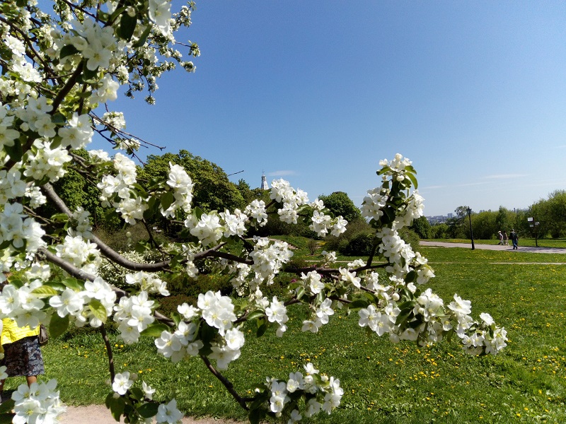 Более трех тысяч кустарников и 28 деревьев появятся этой весной в Царицыно