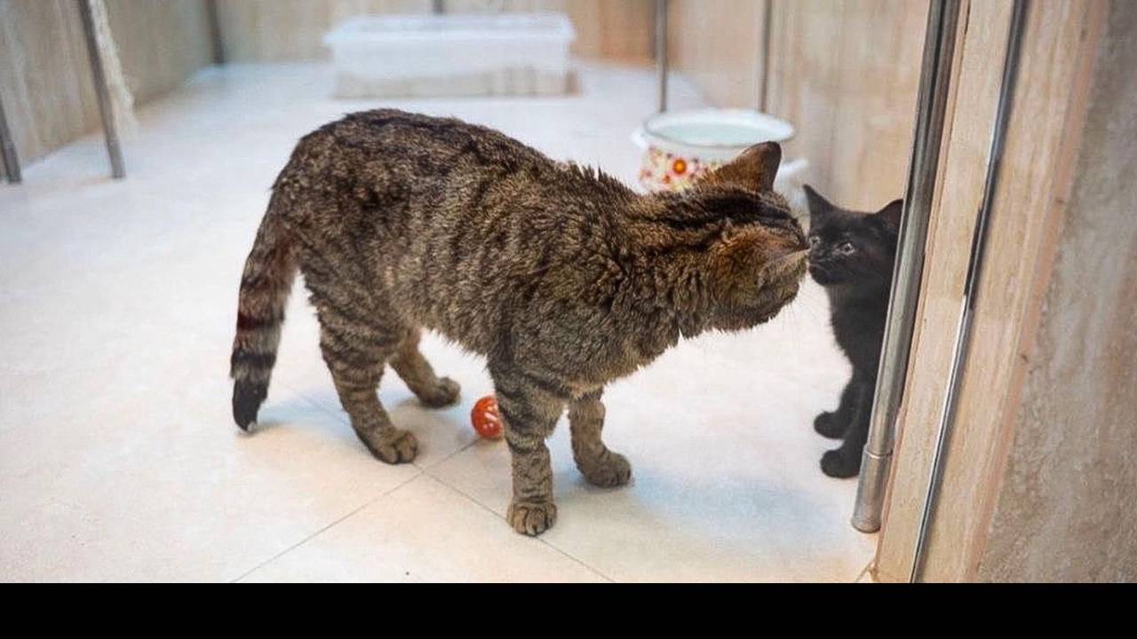 Перевезенные в Москву в непростых условиях, коты теперь получат возможность на полноценную жизнь. Фото: пресс-служба Департамента культуры города Москвы