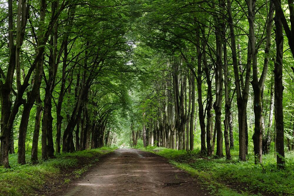 «Изучая город: Бирюлевский дендропарк»: студенческую лабораторию организуют в МЗ «Царицыно». Фото: официальный сайт МЗ «Царицыно»