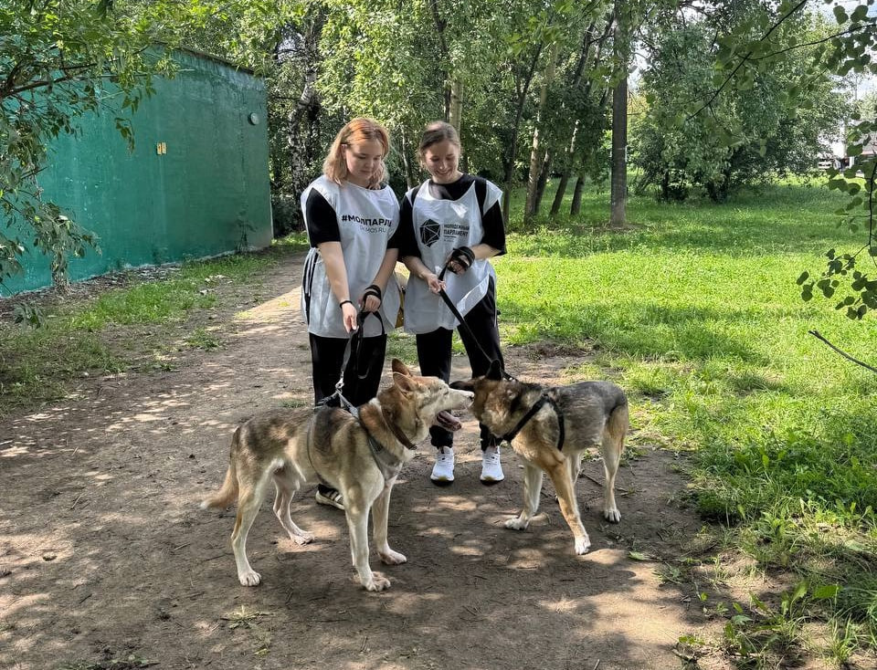 Активисты Молодежной палаты Царицына посетили приют для бездомных животных. Фото: официальная страница МП района Царицыно в социальных сетях