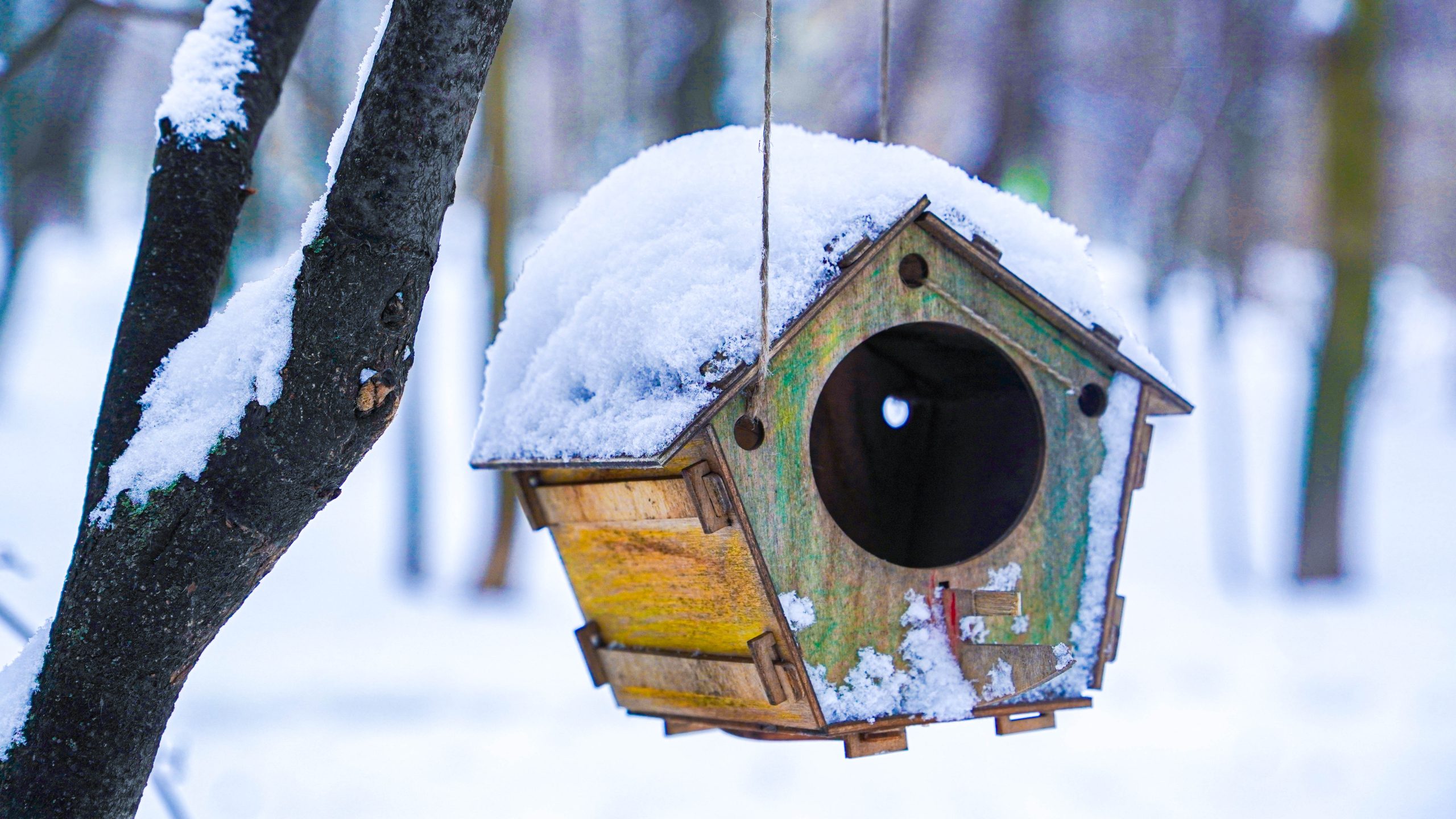 Кормушки для птиц можно будет сделать на мастер-классе в Царицыне. Фото: Ксения Догонашева, «Вечерняя Москва»
